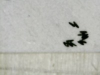 EggPartiallyAnnotated project thumbnail