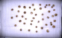 Fig Detection project thumbnail