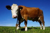 Cow  project thumbnail