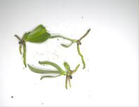Orchid Seedlings Stem OBB project thumbnail
