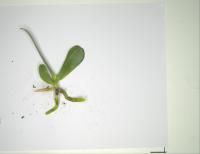 Orchid Seedlings Segmentation project thumbnail