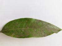 Leaf_Detection project thumbnail