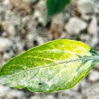 chilli Classification Dataset by indra