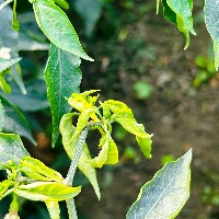 chilli Classification Dataset by indra