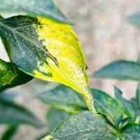 chilli Classification Dataset by indra