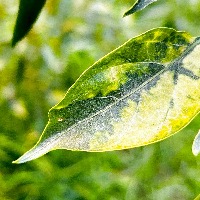 chilli Classification Dataset by indra