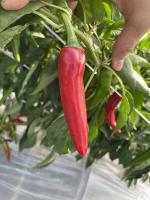 green_pepper_seg project thumbnail