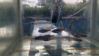 Neon Tetra K1/P1 project thumbnail