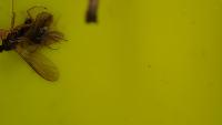 arthropod_segmentations project thumbnail