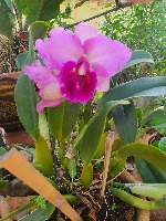 Orchids6 project thumbnail