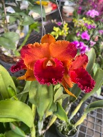 Orchids project thumbnail