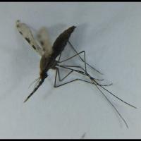 abdomen-crop project thumbnail