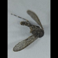 Abdomen_visibility_check project thumbnail
