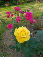 RosesDetection project thumbnail