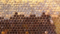 beequeen_galaxy project thumbnail