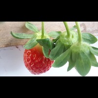 strawberry project thumbnail