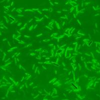 cells2 project thumbnail
