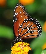 butterfly project thumbnail