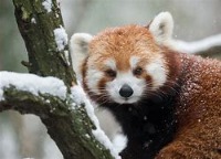 Red Pandas project thumbnail