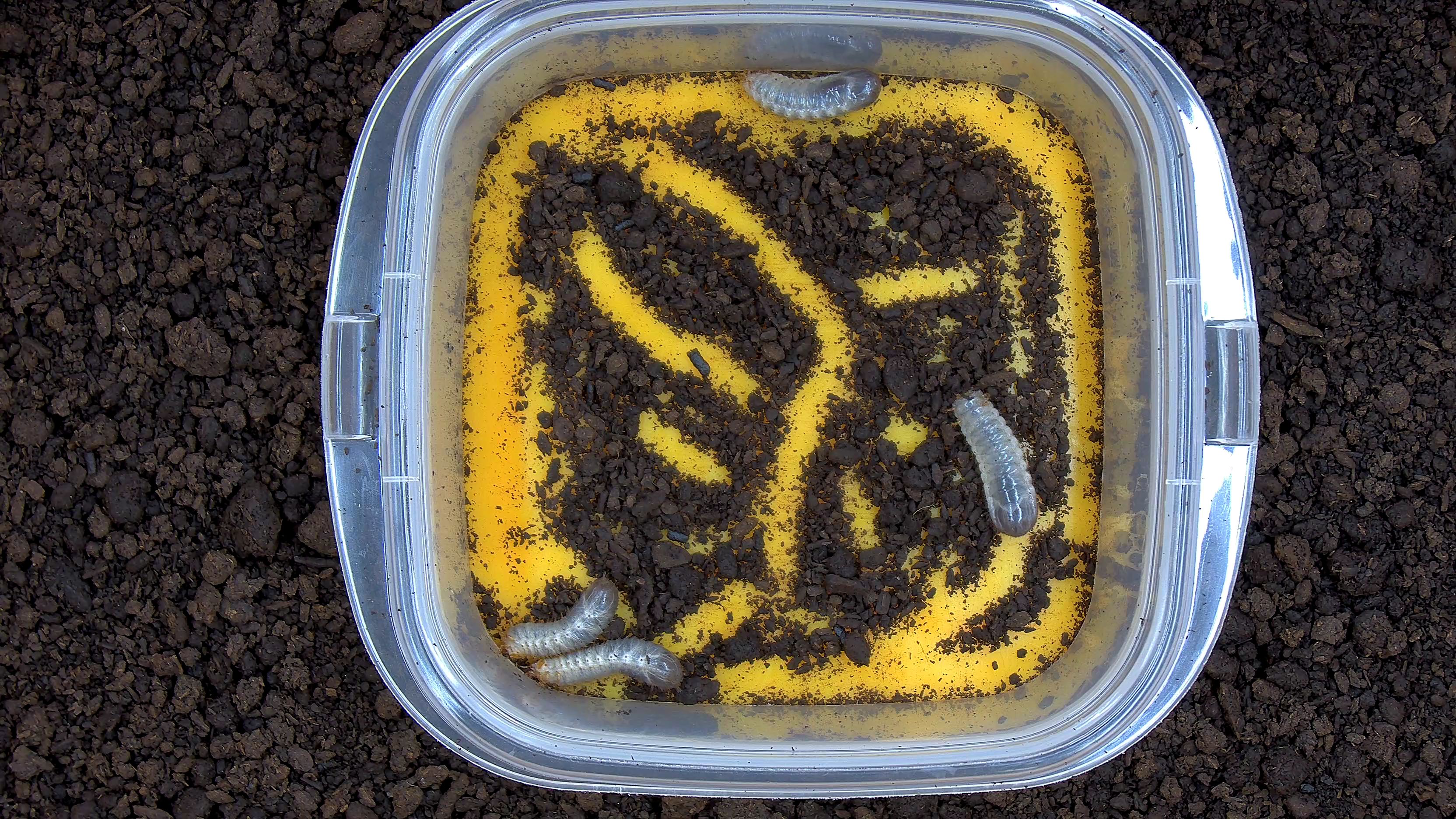 keypoint-gumbang-2 Keypoint Detection Model by sangeun jo