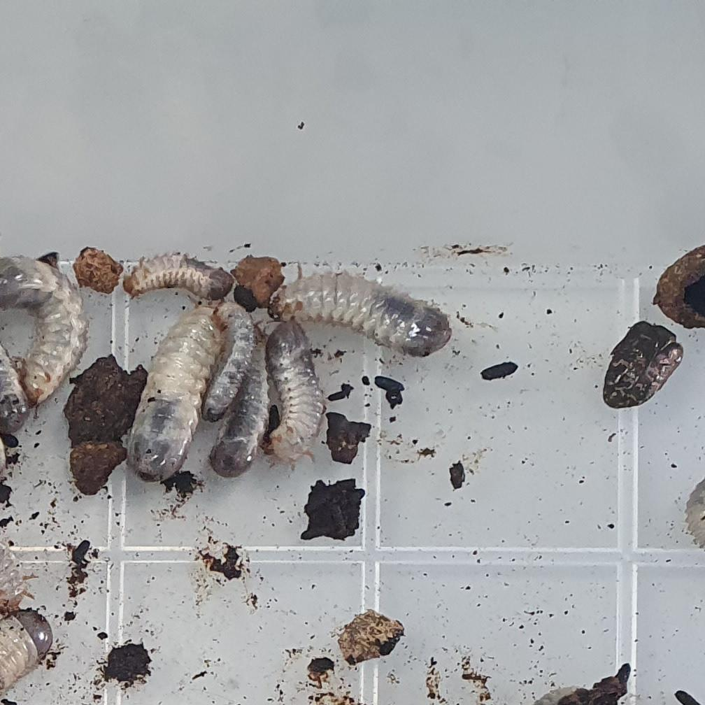 keypoint-gumbang-3 Keypoint Detection Model by sangeun jo