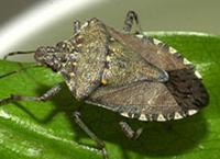pest  project thumbnail