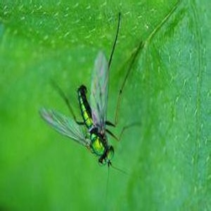 Brown Plant Hopper Object Detection Model by Naneng