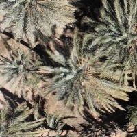 PalmTree project thumbnail