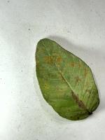 Guava disease project thumbnail