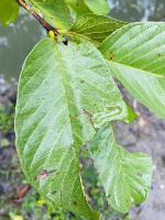 Guava Leaf project thumbnail