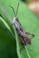 Pest Detection project thumbnail