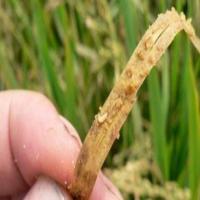 rice project thumbnail