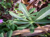 cassava disease classification project thumbnail