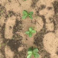 faba-beans-segment project thumbnail