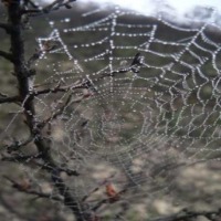 cobweb project thumbnail