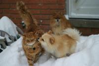 Cat_dog project thumbnail