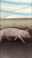 PigHealth_Detection project thumbnail