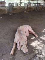 Find Pigs project thumbnail