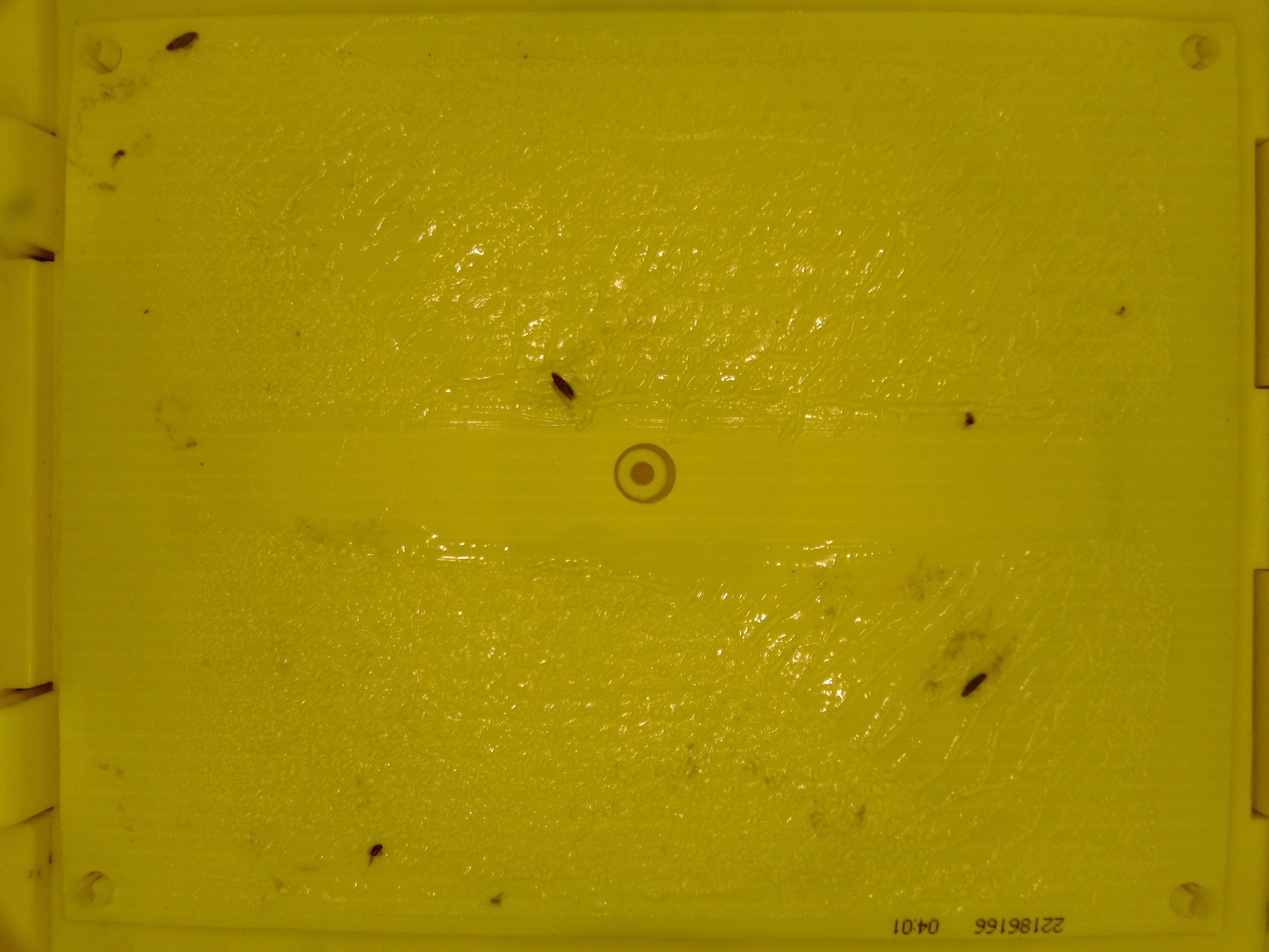 Datasetmake Object Detection Dataset By Insect 