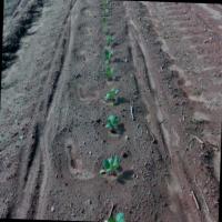 crop-row-instance-segmentation project thumbnail