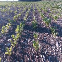 crop-row-detection-v1 project thumbnail