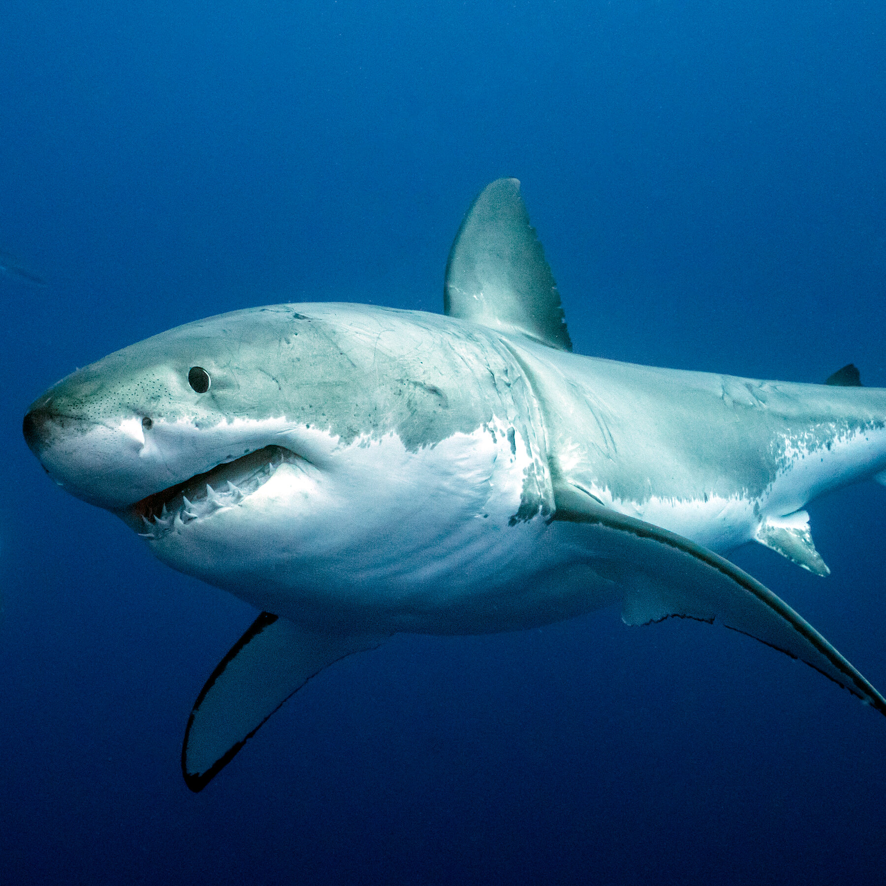 Sharks names Object Detection Dataset by Yogi project