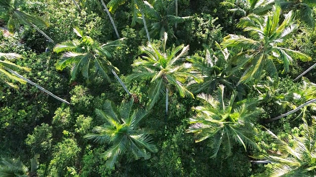Coconut Tree Detection - UAV Object Detection Dataset by UAVCoconut ...