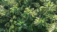 Coconut Tree Detection - UAV project thumbnail