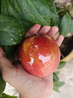 bahan kimia buah dan sayur project thumbnail