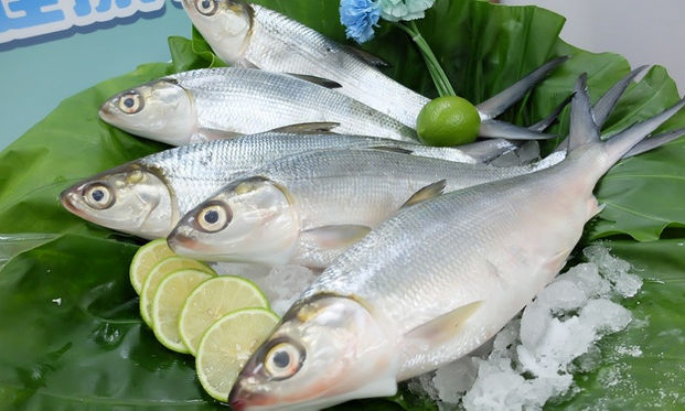 FISH CLASSIFICATION Object Detection Model by Lowella Laoay