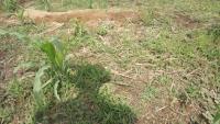 Maize_weed_detction project thumbnail