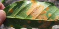 coffee-leaf-disease project thumbnail