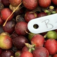 Coffee_Fruits project thumbnail