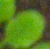 leaf_segment project thumbnail